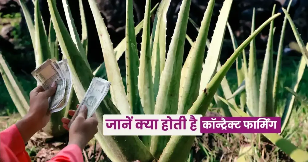 Contract Farming Benefits For Farmers