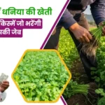 Cultivate green coriander in the rainy season