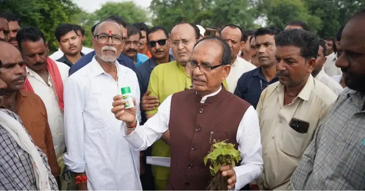 Fake pesticide in soybean crops
