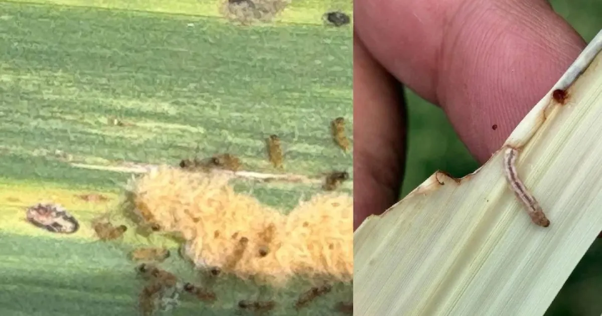 Fall Armyworm in Sugarcane