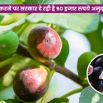 Fig Farming