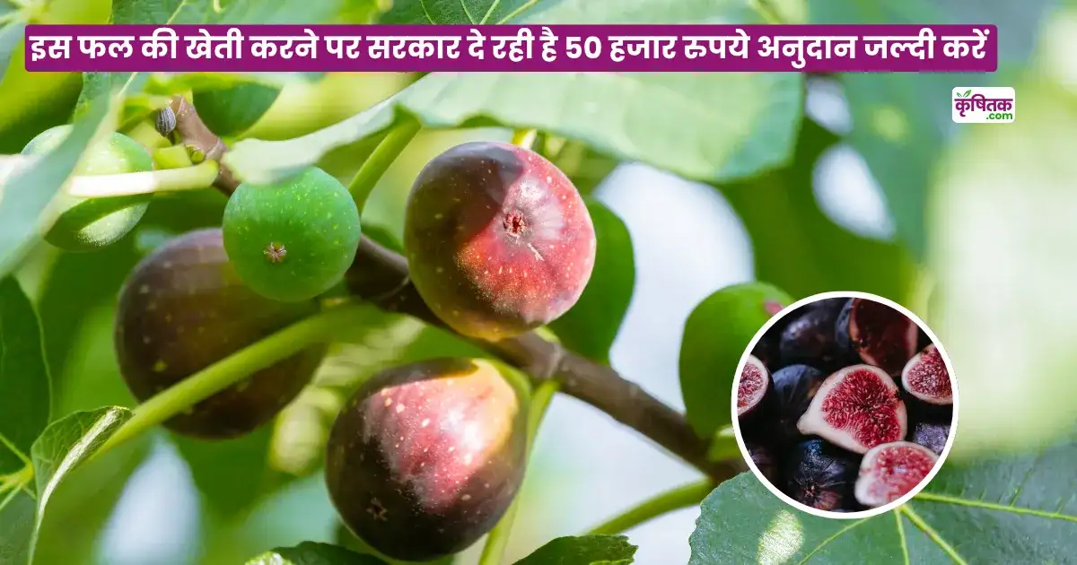 Fig Farming