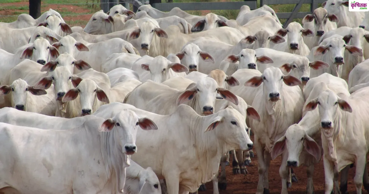 गौधन योजना