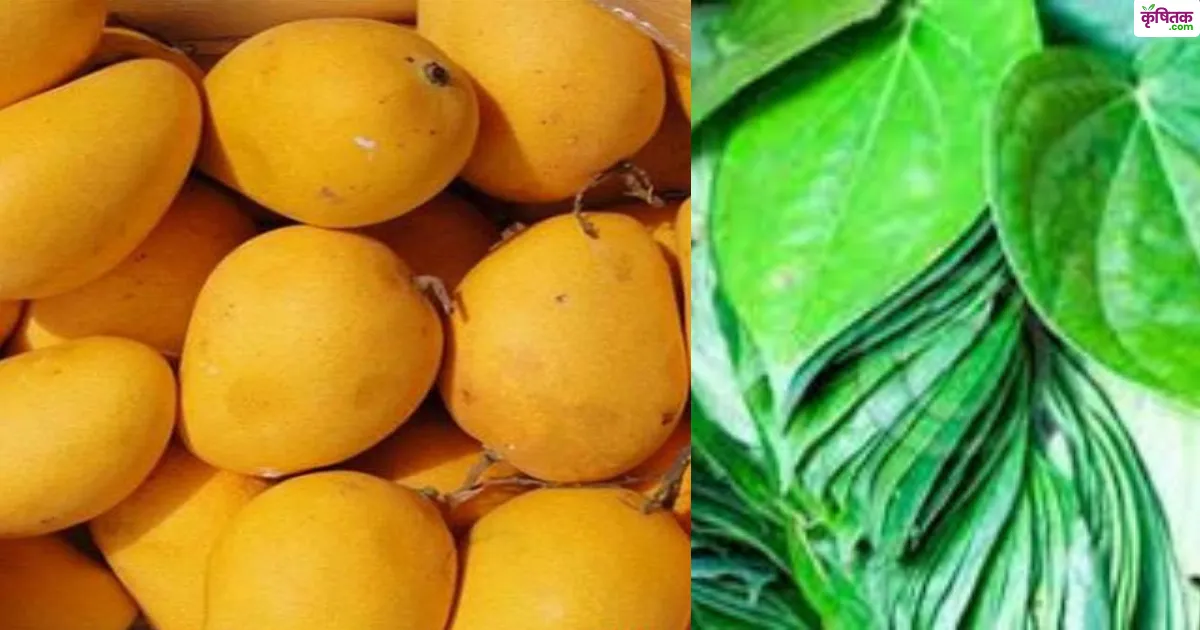 जर्दालु आम से मगही पान तक! बिहार के 4 GI टैग उत्पाद अब बिकेंगे राष्ट्रीय डिजिटल मंडी में