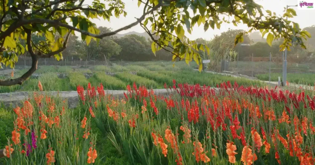 Gladiolus Farming in Hindi