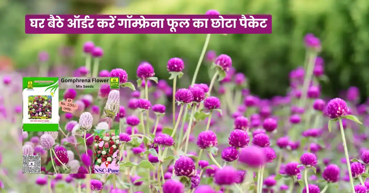Gomphrena Flower Gardening