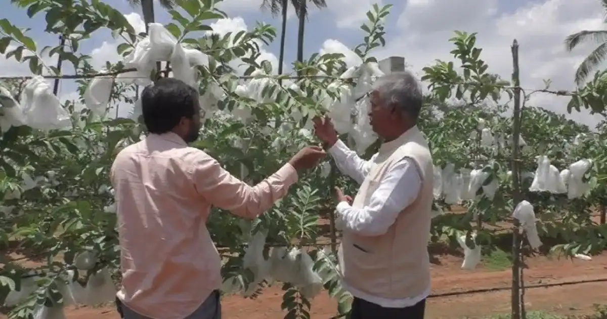 Guava Farming Trellis Method