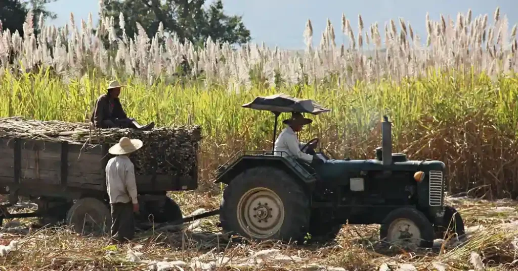 ISMA Sugar Report