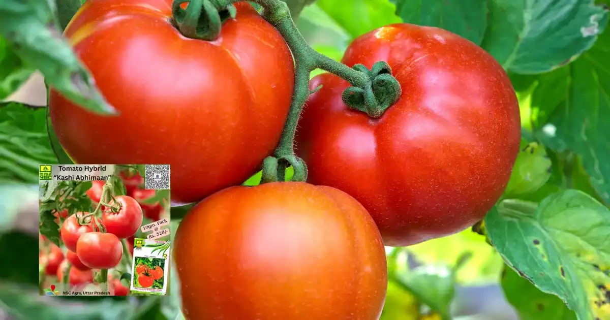 Kashi Abhiman Tomato