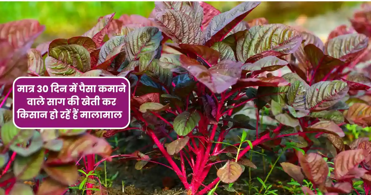 Lal Saag Ki Kheti