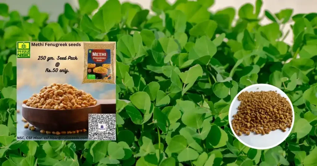 Methi Ki Kheti