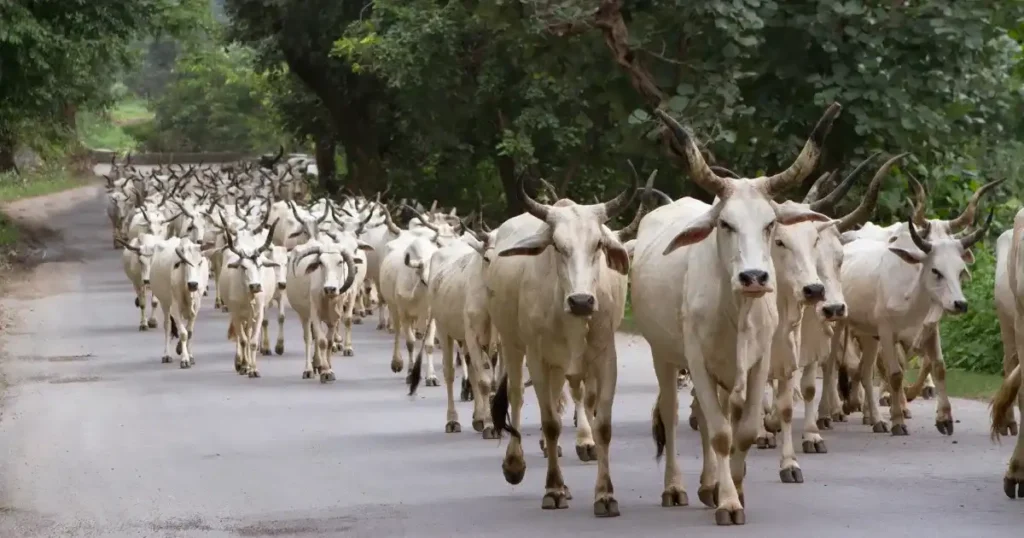 Mini Nandini Scheme Dairy Farming Subsidy