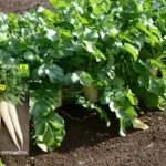 Mooli Kashi Hans Farming