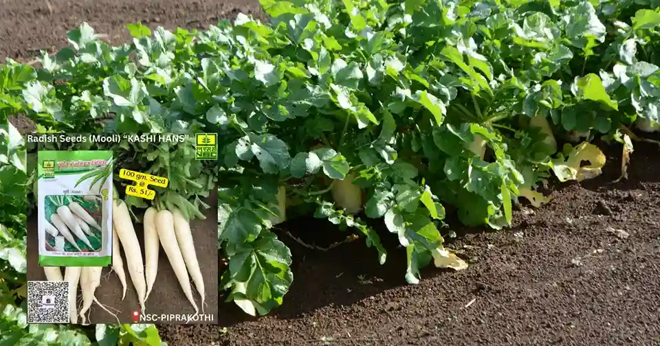 Mooli Kashi Hans Farming