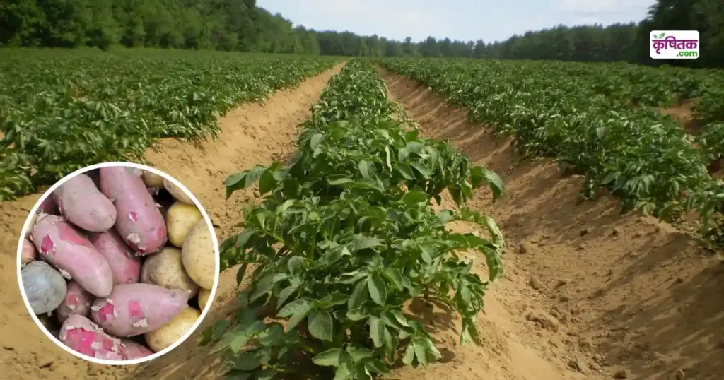 Organic Potato Farming
