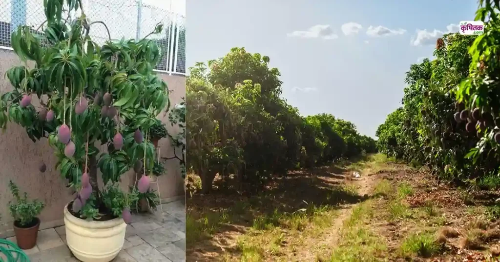 Pusa Ambika Mango