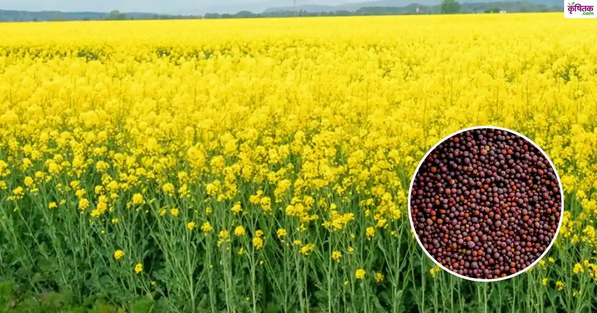 RH 1975 variety of Mustard