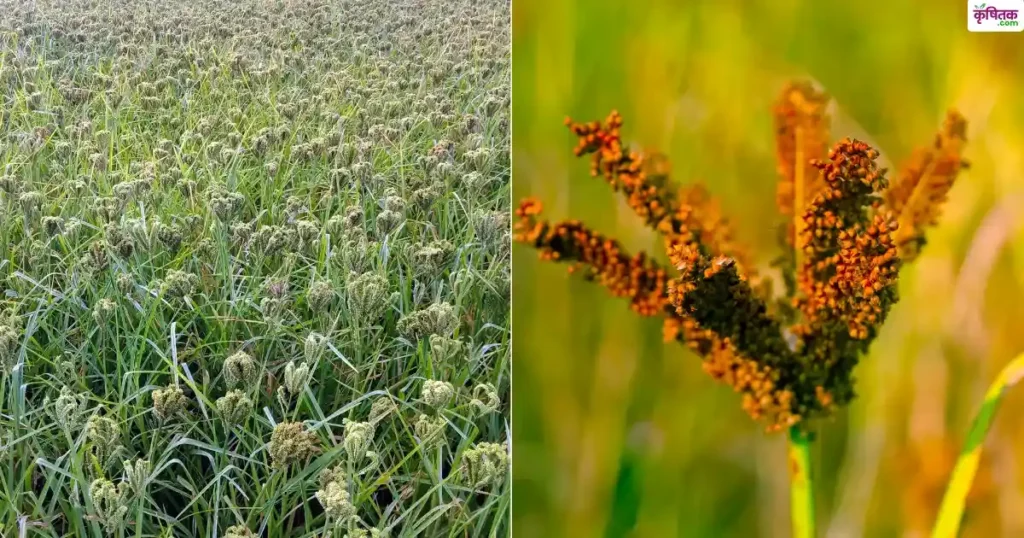 Ragi ML-365 Variety