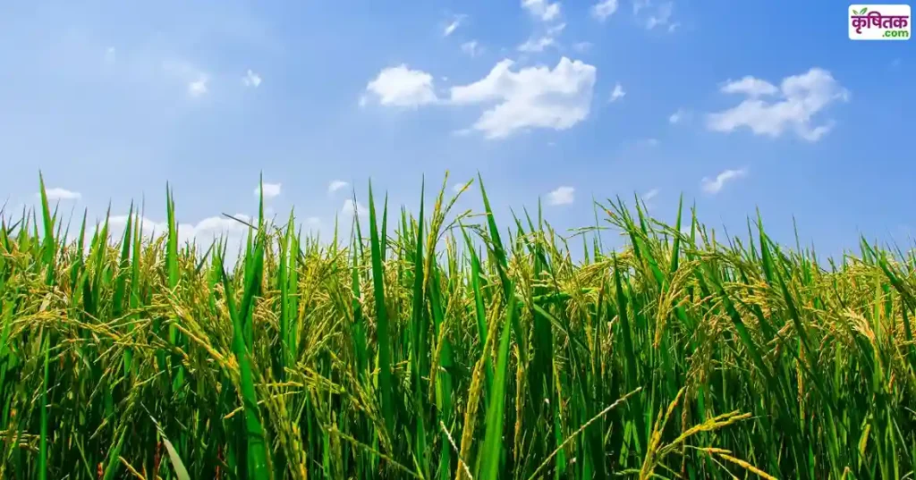 Rice Farming