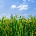Rice Farming