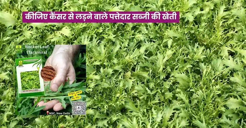 Rocket Leaf Rarming