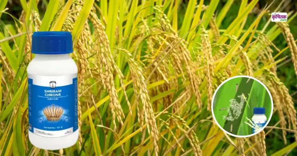 Shriram Kron for Paddy