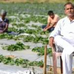 Strawberry Farming