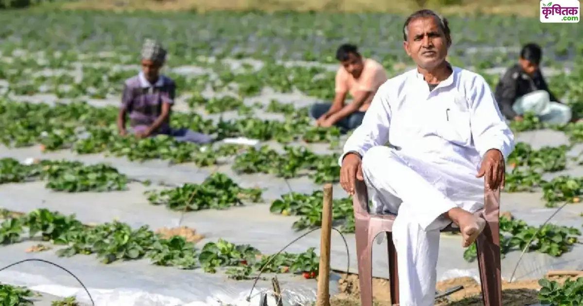 Strawberry Farming