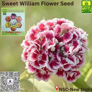 Sweet William Flowers
