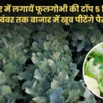 Top 5 varieties of cauliflower to plant in September