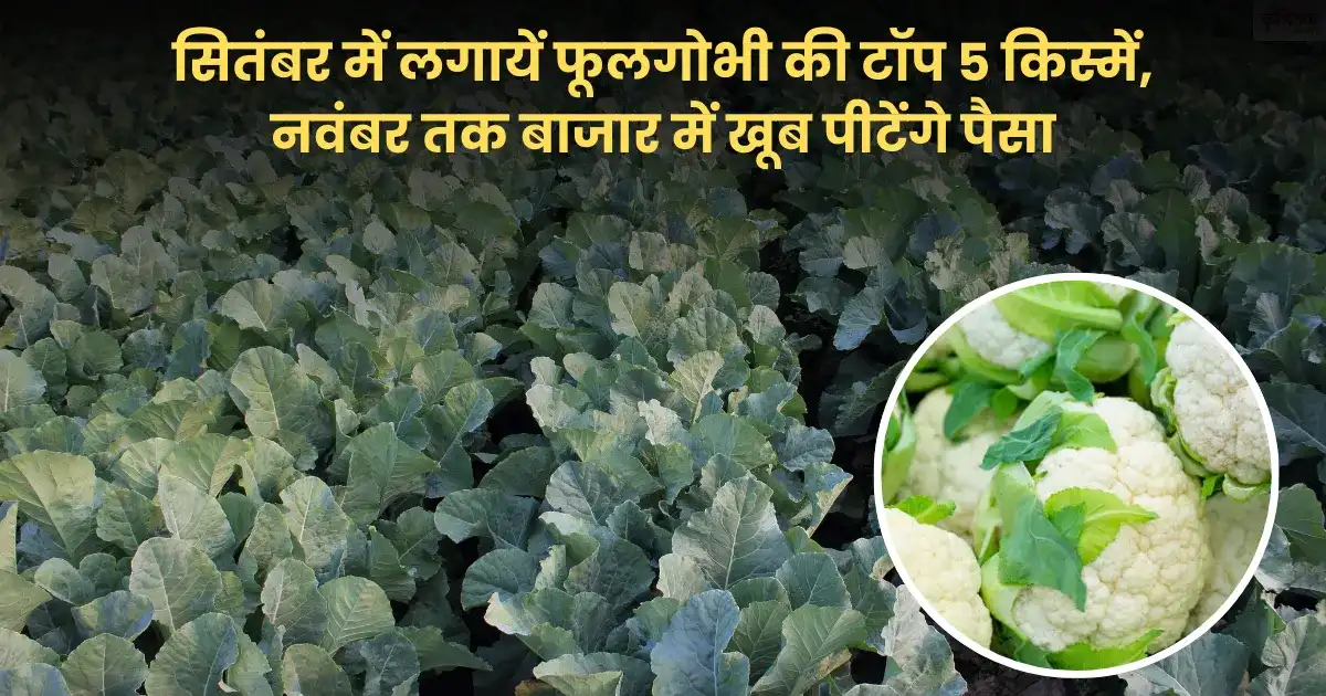 Top 5 varieties of cauliflower to plant in September