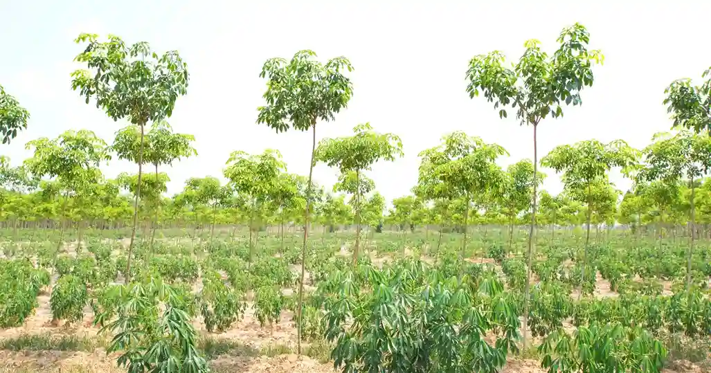 Tree-Based Farming