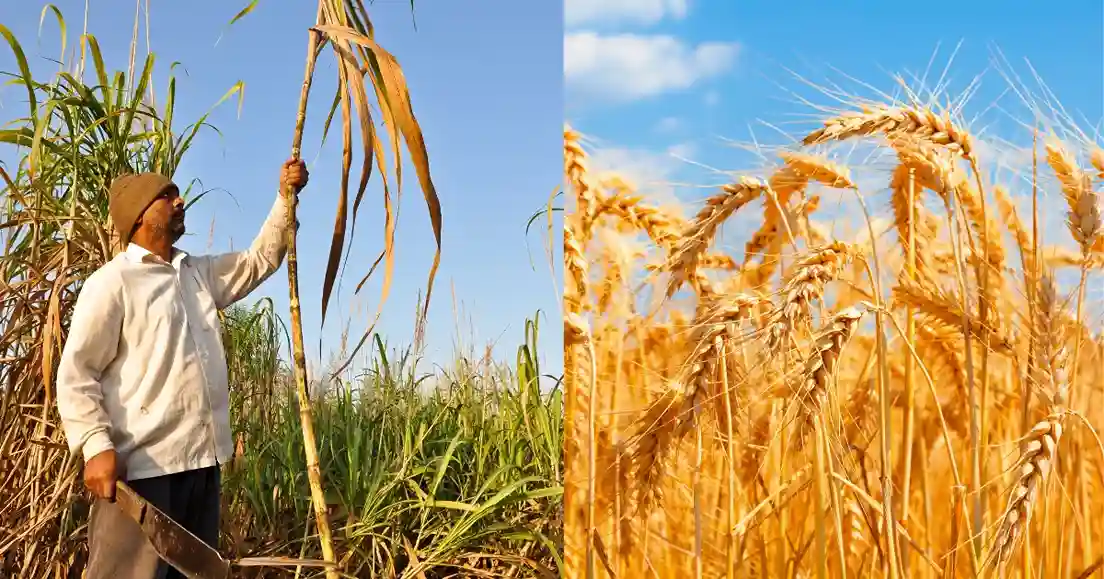 UP Agriculture Growth