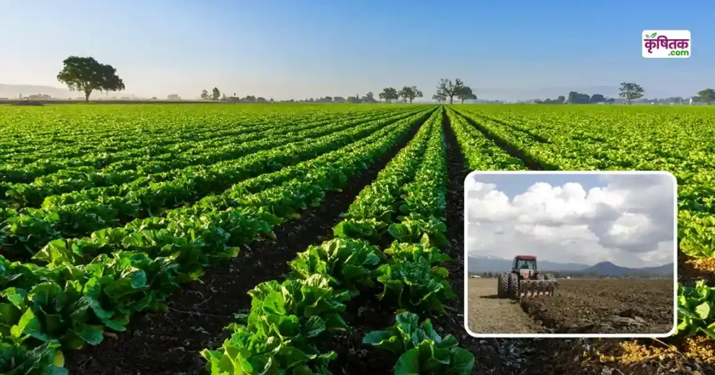 Vegetable Farming After Soil Turning