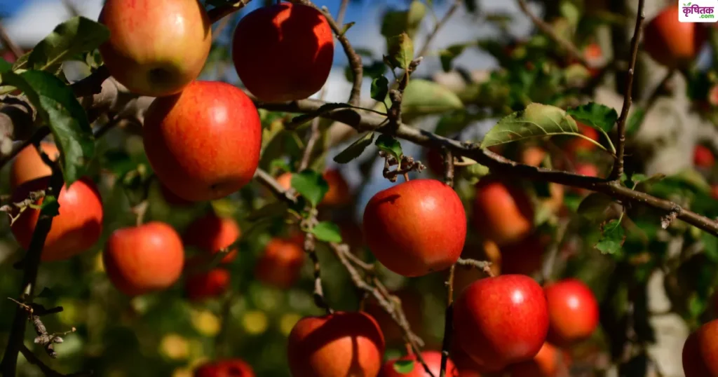apple mandi rate