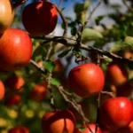 apple mandi rate