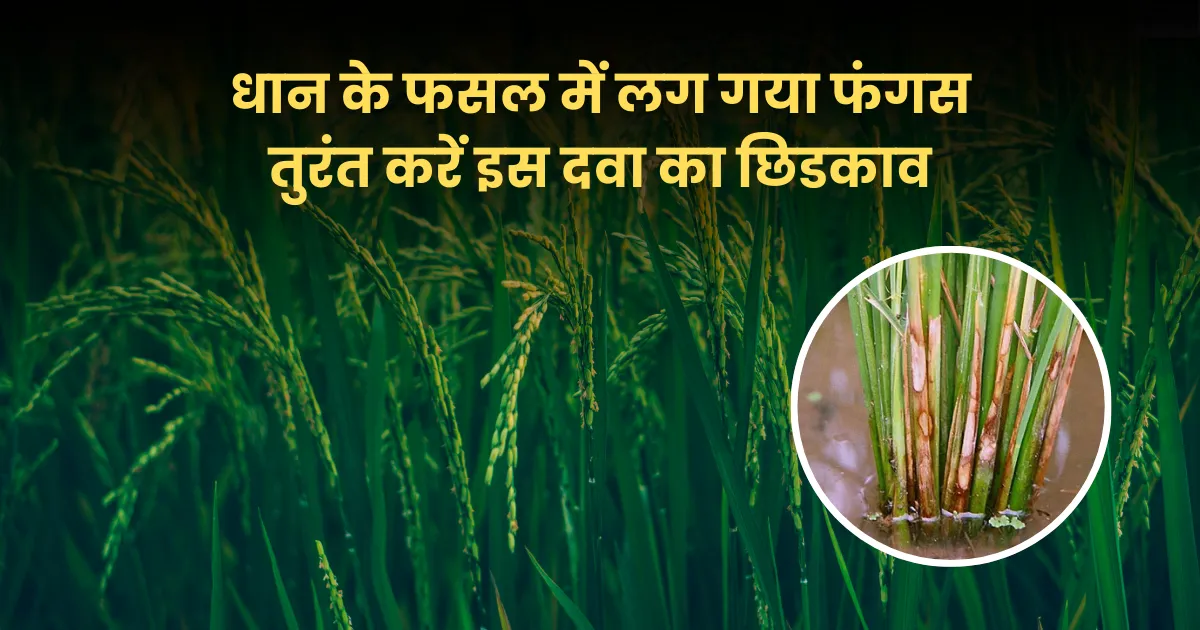 धान के तने पर रुई जैसा फंगस दिखे तो लापरवाही न करें, तुरंत डालें ये दवा