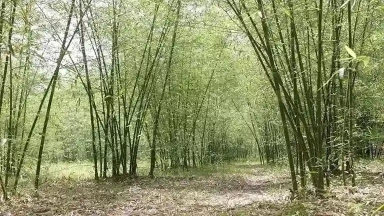 किसानों के लिए सुनहरा मौका! बिहार में इस खास फसल पर मिल रही 50% सब्सिडी, कम लागत में होगी बड़ी कमाई