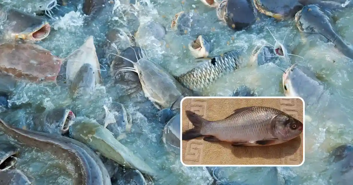 catla fish farming