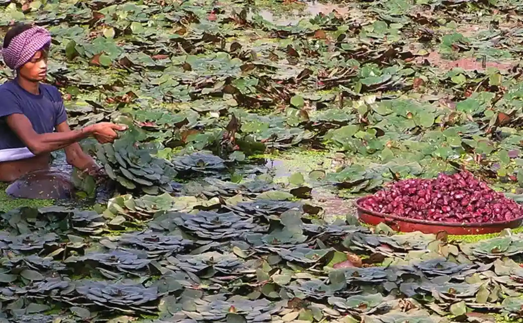 चंदौली के किसानों के लिए बड़ा मौका! मखाना, स्ट्रॉबेरी और फूलों की खेती पर मिलेगा ₹40,000 अनुदान