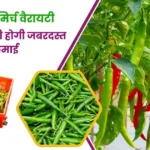 इस नई मिर्च वैरायटी से किसानों की होगी जबरदस्त कमाई, जानें खेती का पूरा तरीका