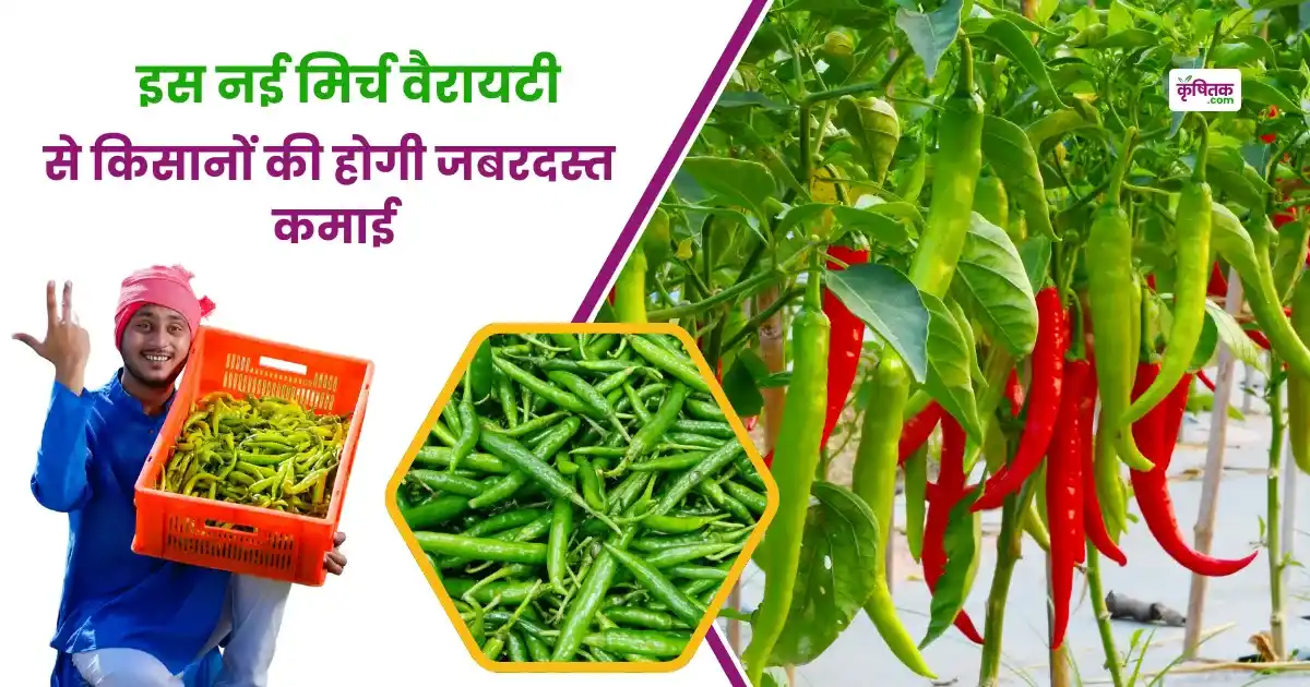 इस नई मिर्च वैरायटी से किसानों की होगी जबरदस्त कमाई, जानें खेती का पूरा तरीका