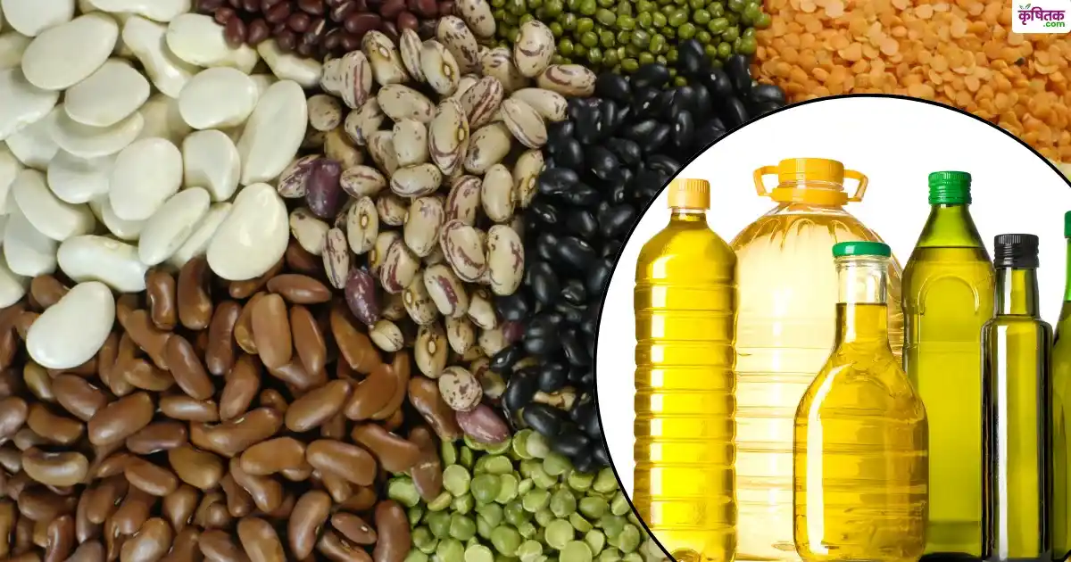 Crop Procurement: PM-AASHA योजना और MSP से तिलहन-दलहन की फसल पर पक्का दाम! 1.69 लाख करोड़ की खरीद का किसानों को सीधा फायदा