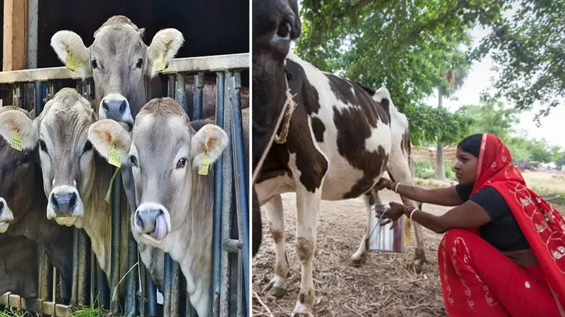 डेयरी फार्मिंग के लिए सरकार दे रही है 42 लाख तक लोन और 33% सब्सिडी, ऐसे उठाएं फायदा