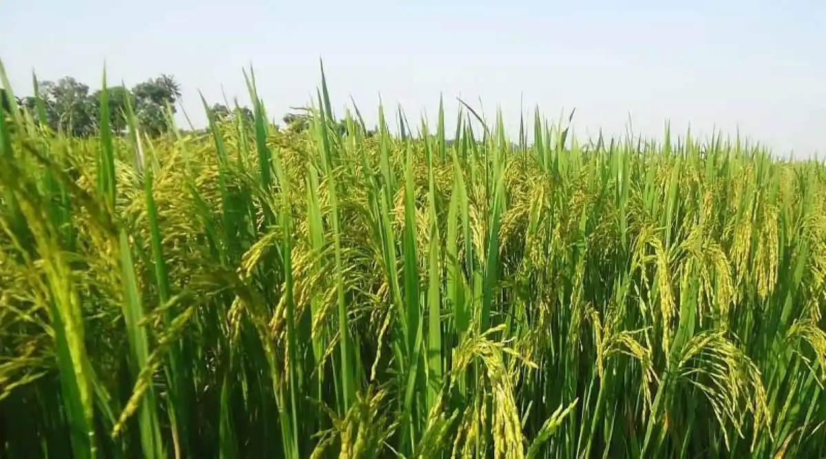 किसान भाई ध्यान दें! धान में डालें ये खाद, होगी बंपर पैदावार, एक्सपर्ट की सलाह