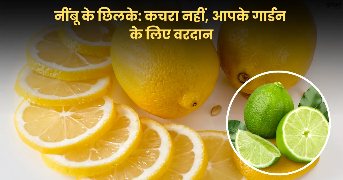 नींबू के छिलके कचरा नहीं, आपके गार्डन के लिए वरदान