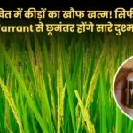 धान के कीड़े होंगे टाटा-बाय-बाय, 130 लीटर पानी में 100 ML Warrant घोलकर कर दें छिड़काव