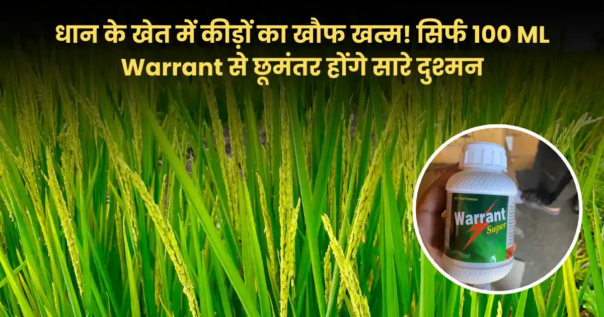 धान के कीड़े होंगे टाटा-बाय-बाय, 130 लीटर पानी में 100 ML Warrant घोलकर कर दें छिड़काव
