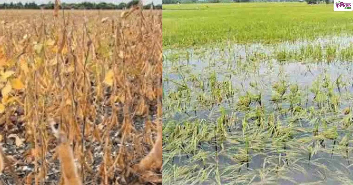 PMFBY: बारिश या सूखे से खरीफ फसल खराब? इस योजना से होगा नुकसान का पूरा हर्जाना