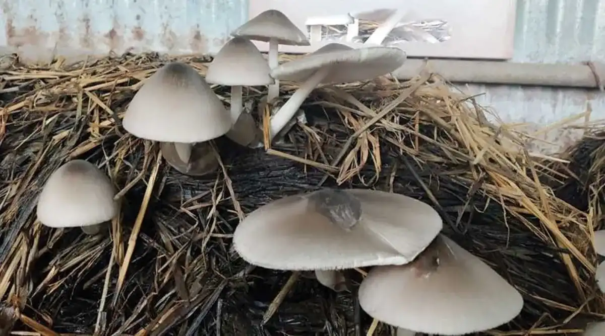 Puwal Mushroom farming